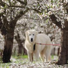 Rose - Maremma Sheepdog puppy in Kings County, California from Prancing Pony Farm Maremma Sheepdogs