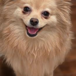 SIRI - Pomeranian