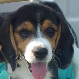 Beagles from Fan Woods