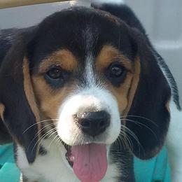 Beagles from Fan Woods