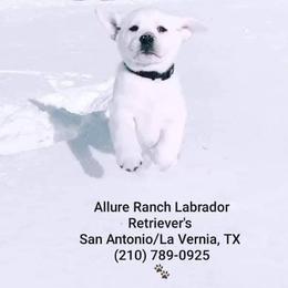 Orange Collar Female - Yellow female Labrador Retriever puppy in La Vernia/San Antonio, Texas from Allure Ranch Labrador Retriever's