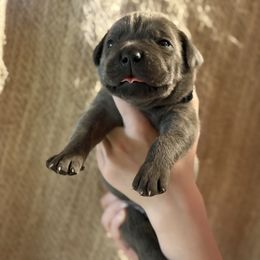 Black - Gray brindle male Cane Corso puppy in Opelousas, Louisiana from Azelees Cane Corso