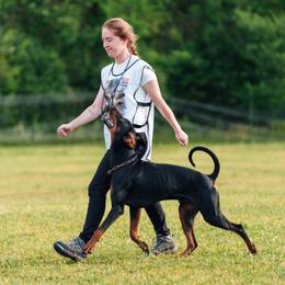 Doberman Pinschers from Von Lila Dobermans