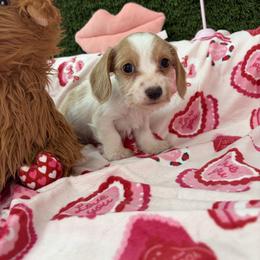 George - Piebald male Dachshund puppy in Lake City, Florida from My Ditzy Doxies of Florida