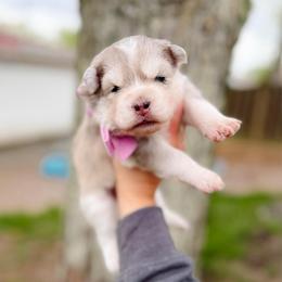 Pollen - Merle female Pomsky puppy in Cleveland, Ohio from Lake Point Pomskies