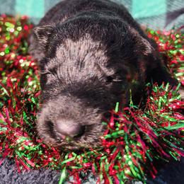 Spice - Black and tan female German Shepherd puppy in Los Lunas, New Mexico from Mali's German Shepherds