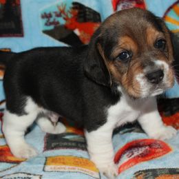 Las Vegas Vulcan - Black tan and white male Beagle puppy in Spring Creek, Nevada from Badland Kennel