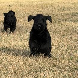 Girl 1 - Black female Giant Schnauzer puppy in Bois D’arc, Missouri from Down Low Kennels