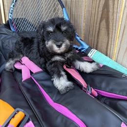Boy 1 red bow - Black and silver male Miniature Schnauzer puppy in Garrison, Texas from RNH Schnauzers