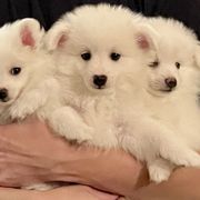 Volpino Italiano Puppies from Blessed Volpino Italiano