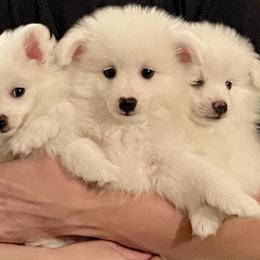 Volpino Italiano Puppies from Blessed Volpino Italiano