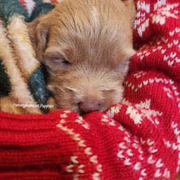 Nutmeg - Apricot female Goldendoodle puppy in Pennsylvania from Pennsylvanian Puppies