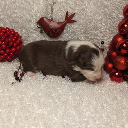 Australian Shepherd Puppies from Firelight Australian Shepherds