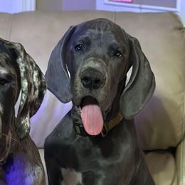 Hunni - Blue female Great Dane puppy in Gainesville, Georgia from DeBruce Danes