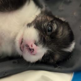 Green Collar Girl - Black and tan female Pembroke Welsh Corgi puppy in Stoystown, Pennsylvania from Willow Grove Corgis