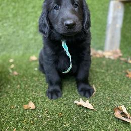 Rock -  Presley - Blue - Black male Flat-Coated Retriever puppy in Park Rapids, Minnesota from Catori
