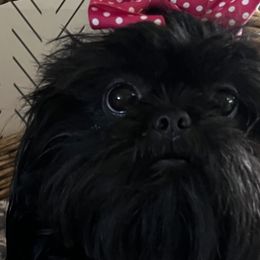 Cinder - Shih Tzu