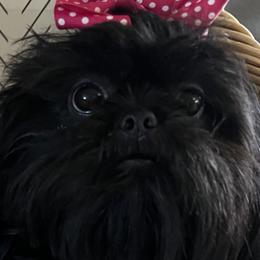 Cinder - Shih Tzu