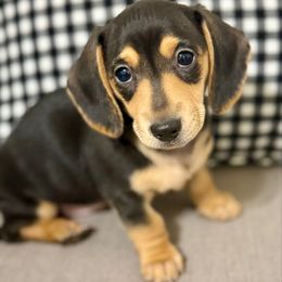 Rigsby - Black and cream female Dachshund puppy in Fort Gibson, Oklahoma from Cooper’s Dachshunds