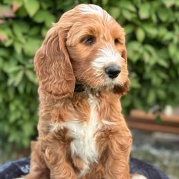 Bugati - Red  female Goldendoodle puppy in Chelan, Washington from North Cascades Doodles