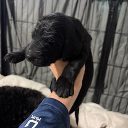 MT Nest's Butch Cassidy - Black male Goldendoodle puppy in Clyde, Texas from MTNest Doodles