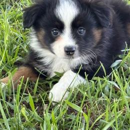 Howard - Black tri male Toy Australian Shepherd puppy in Smithville, Arkansas from Cooper Creek Aussies
