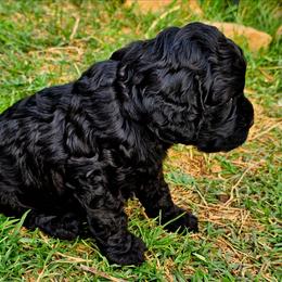 Neptune - Black male Cockapoo puppy in Indiahoma, Oklahoma from Phamily Doodles