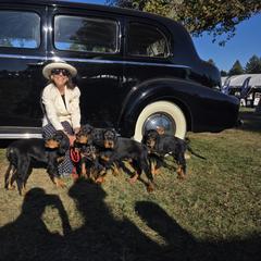 Gordon Setters from Noah's Ark Gordon Setters