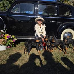 Gordon Setters from Noah's Ark Gordon Setters