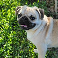 Crowley - Pug