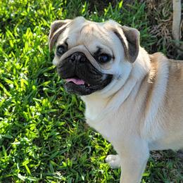Crowley - Pug