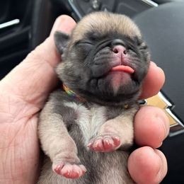 Rainbow boy - Fawn male Pug puppy in Elma, Washington from Kismet Kennels, Exclusively Pugs