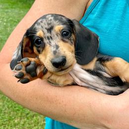 Fred - Dapple male Dachshund puppy in High Hill, Missouri from High Hill Hounds