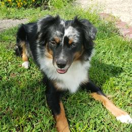 Scout - Miniature Australian Shepherd