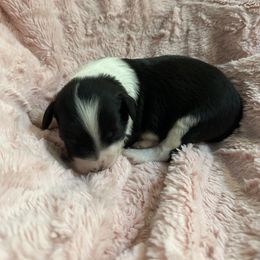 Aussiedoodle Puppies from Cooper’s Mini Aussiedoodles