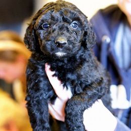 Goldendoodle and Labradoodle Puppies from Dunedoodles