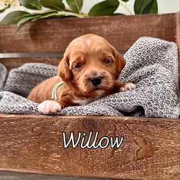 Willow - Red Cavapoo puppy in South Jordan, Utah from Meadowlark Doodles