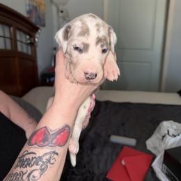 Light pink collar - Harlequin female Great Dane puppy in Loris, South Carolina from Days Danes