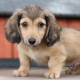Atlas - Cream male Dachshund puppy in Azle, Texas from American Dachshunds