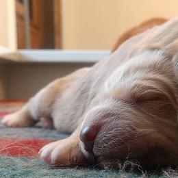 Goldendoodle Puppies from Cane Creek Goldendoodles