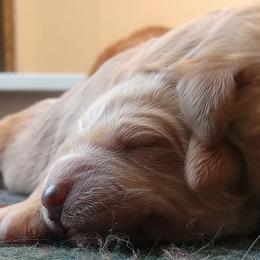 Goldendoodle Puppies from Cane Creek Goldendoodles