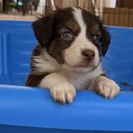 5 - Red tri female Miniature Australian Shepherd puppy in Cedar Creek, Texas from Rowdy Ranch Tx