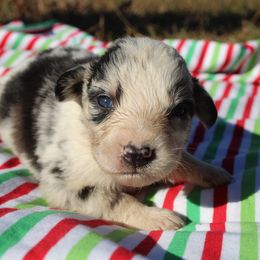Jenson - Blue merle male Australian Shepherd puppy in Four Oaks, North Carolina from RoseWest Farms
