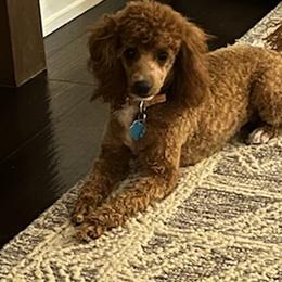 Poodles from Pearson's Poodles