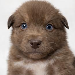 Rooster - Red tri-color male Australian Shepherd puppy in Hearne, Texas from Wigglebutts Unlimited