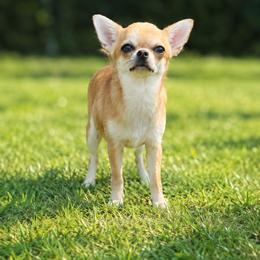 Rovena - Chihuahua