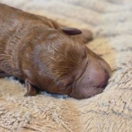 Charlotte - Red female Labradoodle puppy in Clinton, Ohio from P&L Doodles