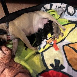 French Bulldog and Pug Puppies from Naughty and Naked Cattery and Kennel