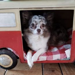 Chihuahuas and French Bulldogs from Dakota Creek