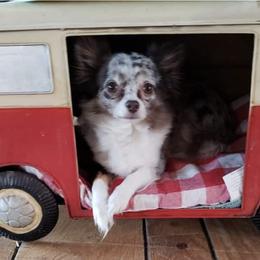 Chihuahuas and French Bulldogs from Dakota Creek